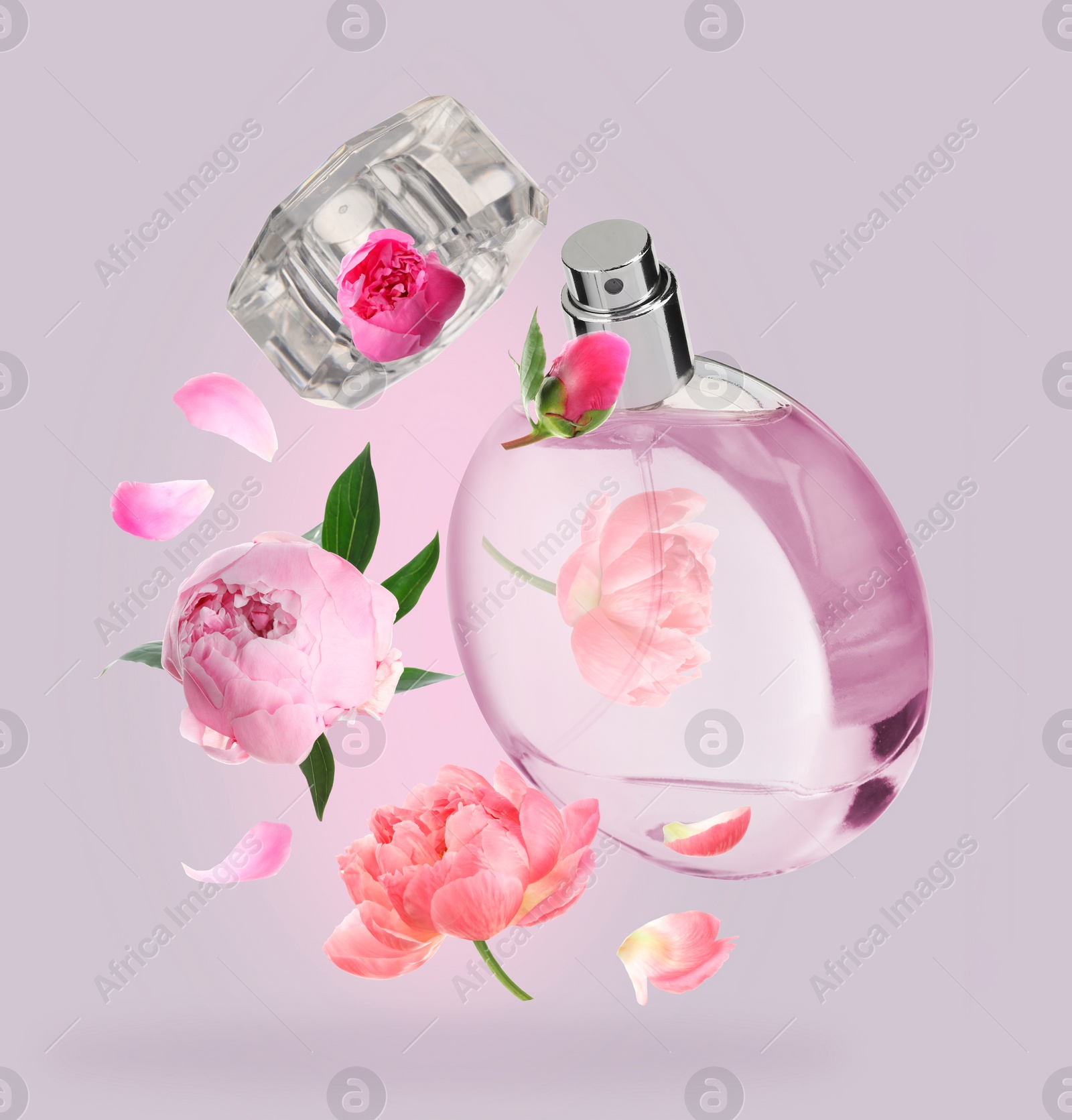 Image of Bottle of perfume and peonies in air on dusty pink background. Flower fragrance