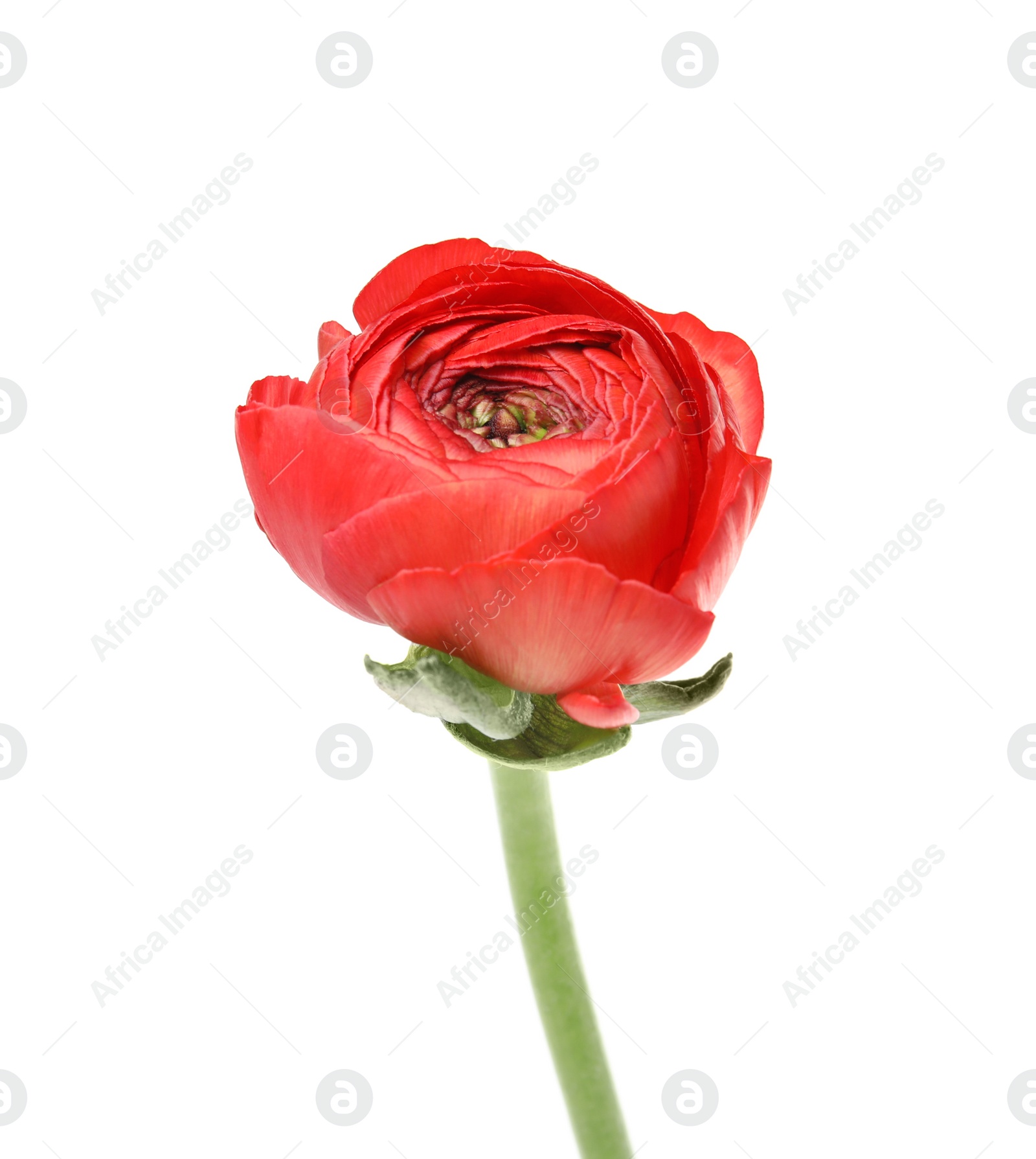 Photo of Beautiful spring ranunculus flower isolated on white