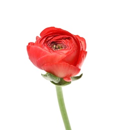 Beautiful spring ranunculus flower isolated on white