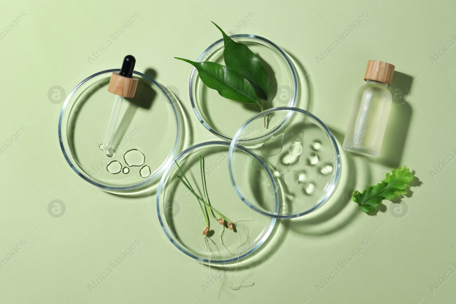 Photo of Flat lay composition with Petri dishes and plants on pale light green background