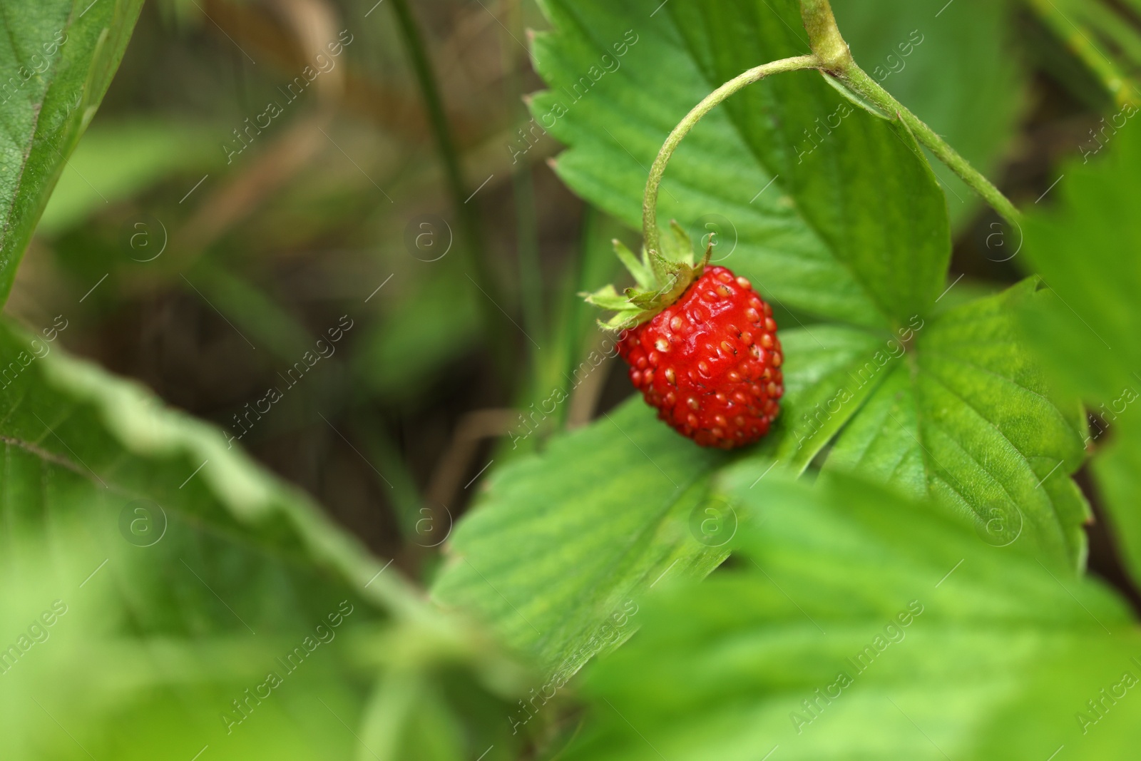 Photo of One small wild strawberry growing outdoors. Space for text