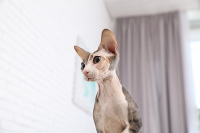 Adorable Sphynx cat on sofa at home, low angle view. Cute friendly pet