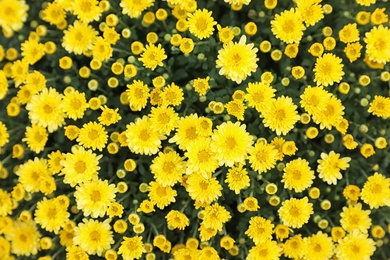 Photo of Beautiful blooming Chrysanthemum bush as background. Autumn flowers