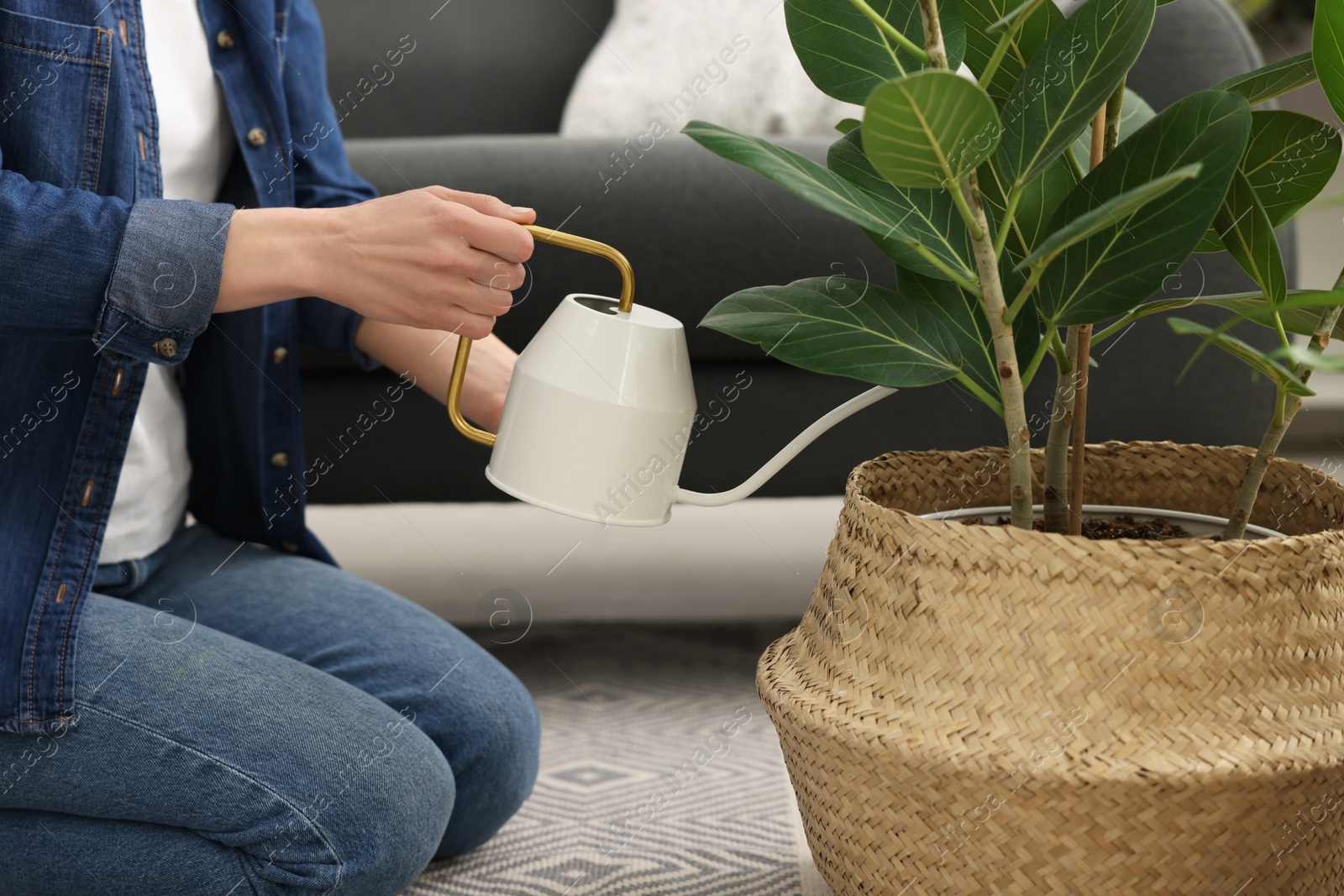 Photo of Woman watering beautiful potted houseplant indoors, closeup