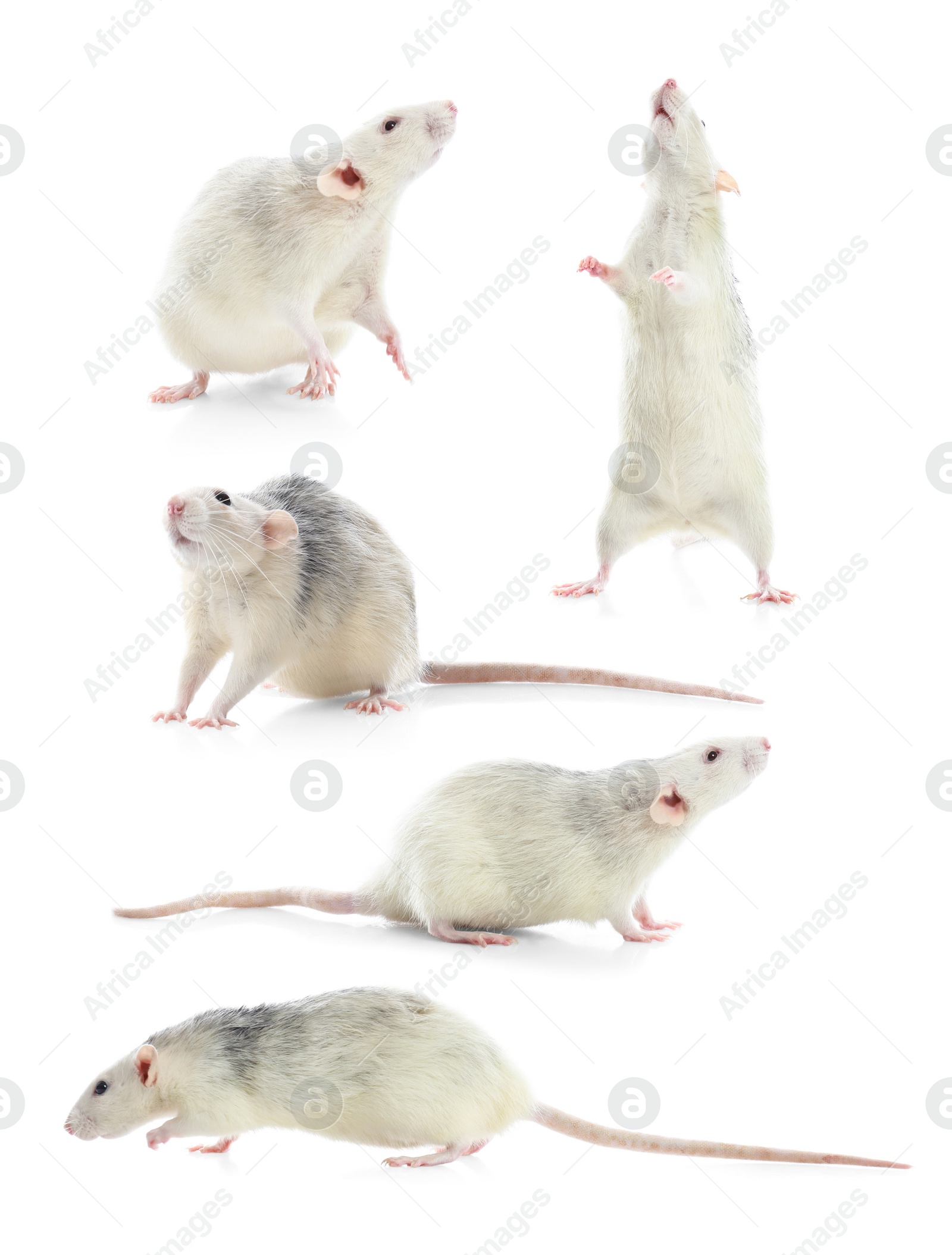 Image of Set of cute little rats on white background