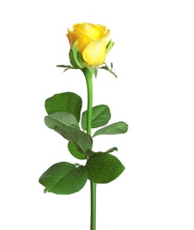 Photo of Beautiful blooming yellow rose on white background