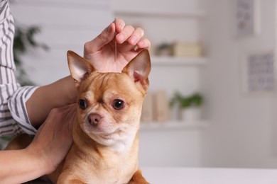 Photo of Veterinary holding acupuncture needle near dog's head in clinic, closeup. Animal treatment