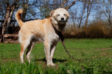 Adorable yellow dog on chain in village