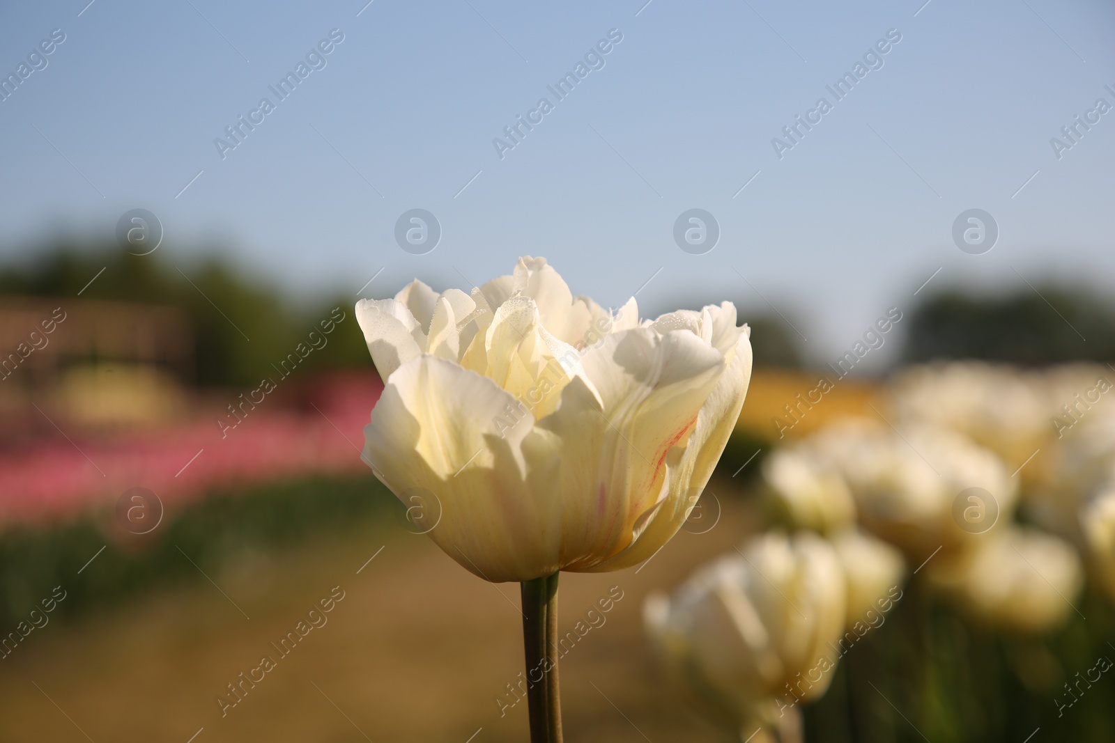 Photo of Beautiful colorful tulip flowers growing in field on sunny day, closeup