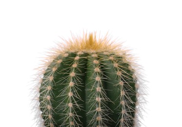 Photo of Beautiful green cactus isolated on white, closeup. Tropical plant