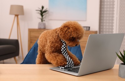 Photo of Cute Maltipoo dog wearing checkered tie at desk with laptop in room. Lovely pet