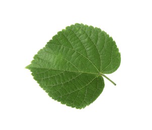 Photo of Young fresh green linden leaf isolated on white