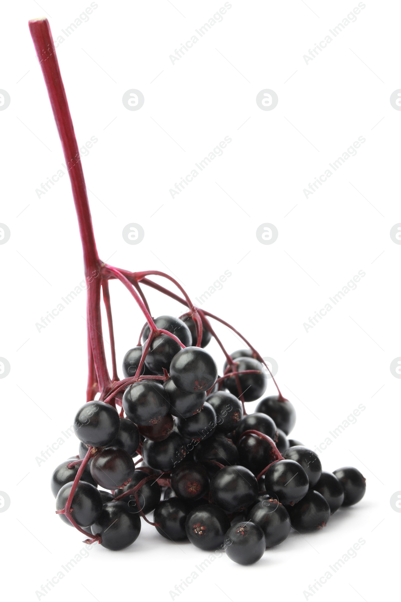 Photo of Delicious ripe black elderberries isolated on white