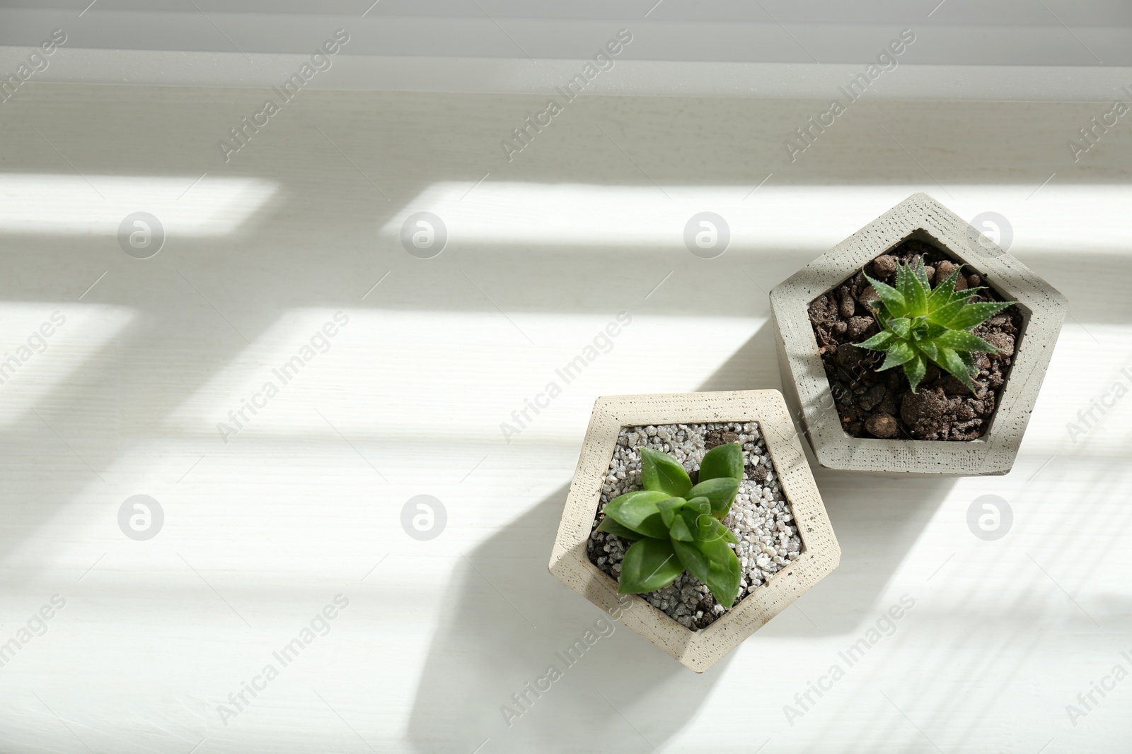 Photo of Beautiful succulent plants on white wooden window sill, flat lay. Space for text
