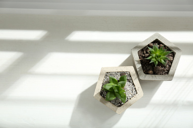 Beautiful succulent plants on white wooden window sill, flat lay. Space for text