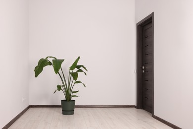 Photo of Empty renovated room with potted houseplant and black door