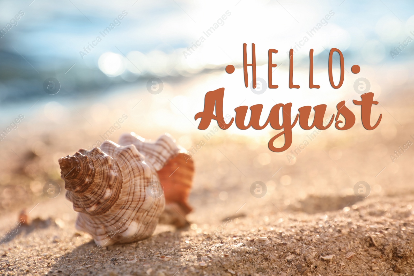 Image of Hello August. Beautiful seashell on sandy beach