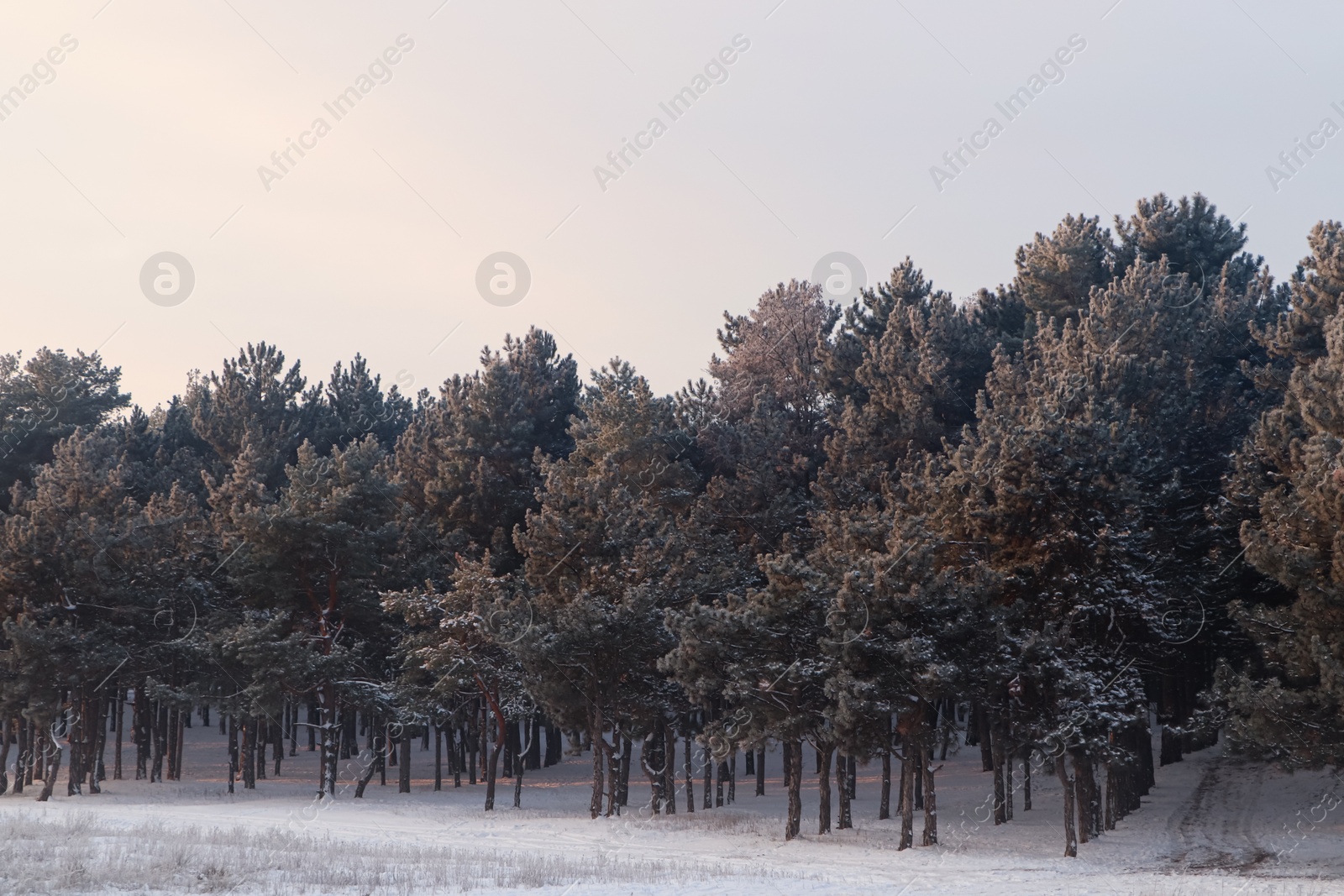 Photo of Beautiful view of snowy conifer forest on winter morning