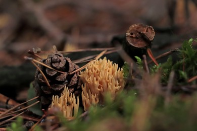 Ramaria flava mushrooms growing in forest, closeup