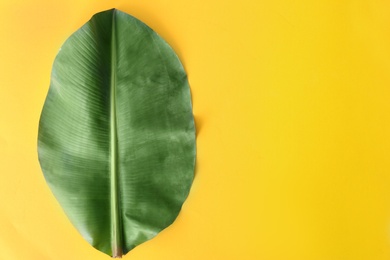 Photo of Fresh green banana leaf on color background, top view with space for text. Tropical foliage