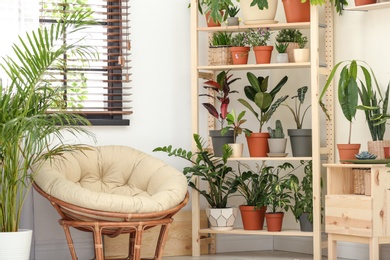 Photo of Stylish room interior with different home plants