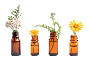 Bottles of essential oils and different wildflowers on white background