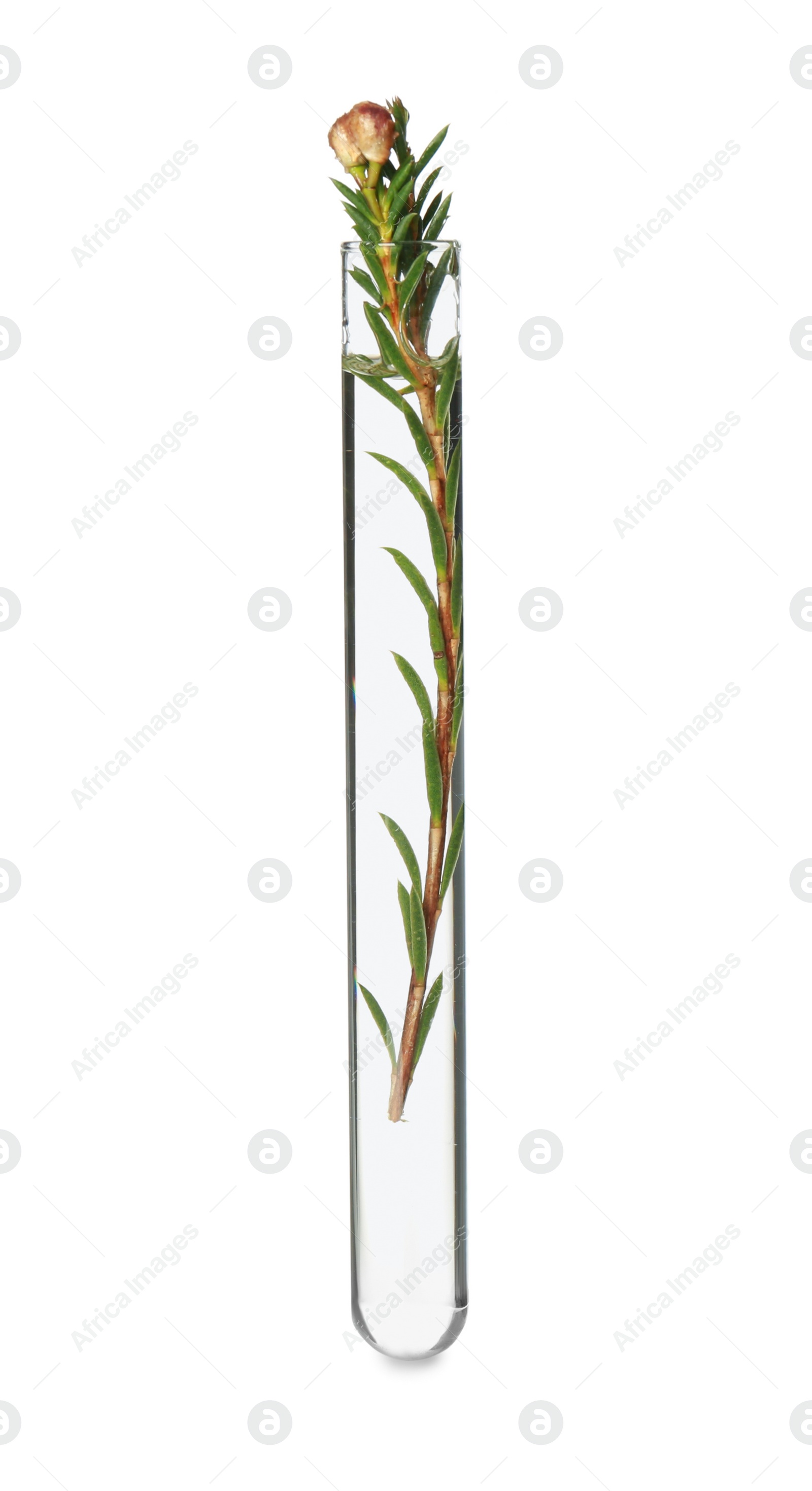 Photo of Beautiful flower in test tube on white background