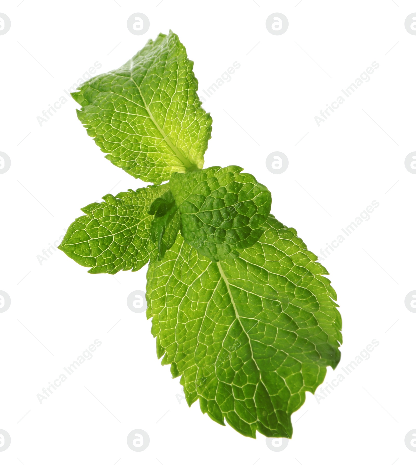 Photo of Fresh green mint leaves on white background