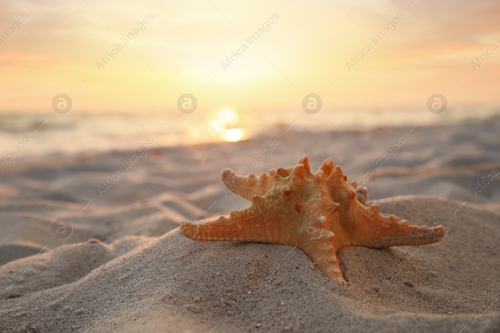 Photo of Beautiful sea star on sunlit sand at sunset, space for text