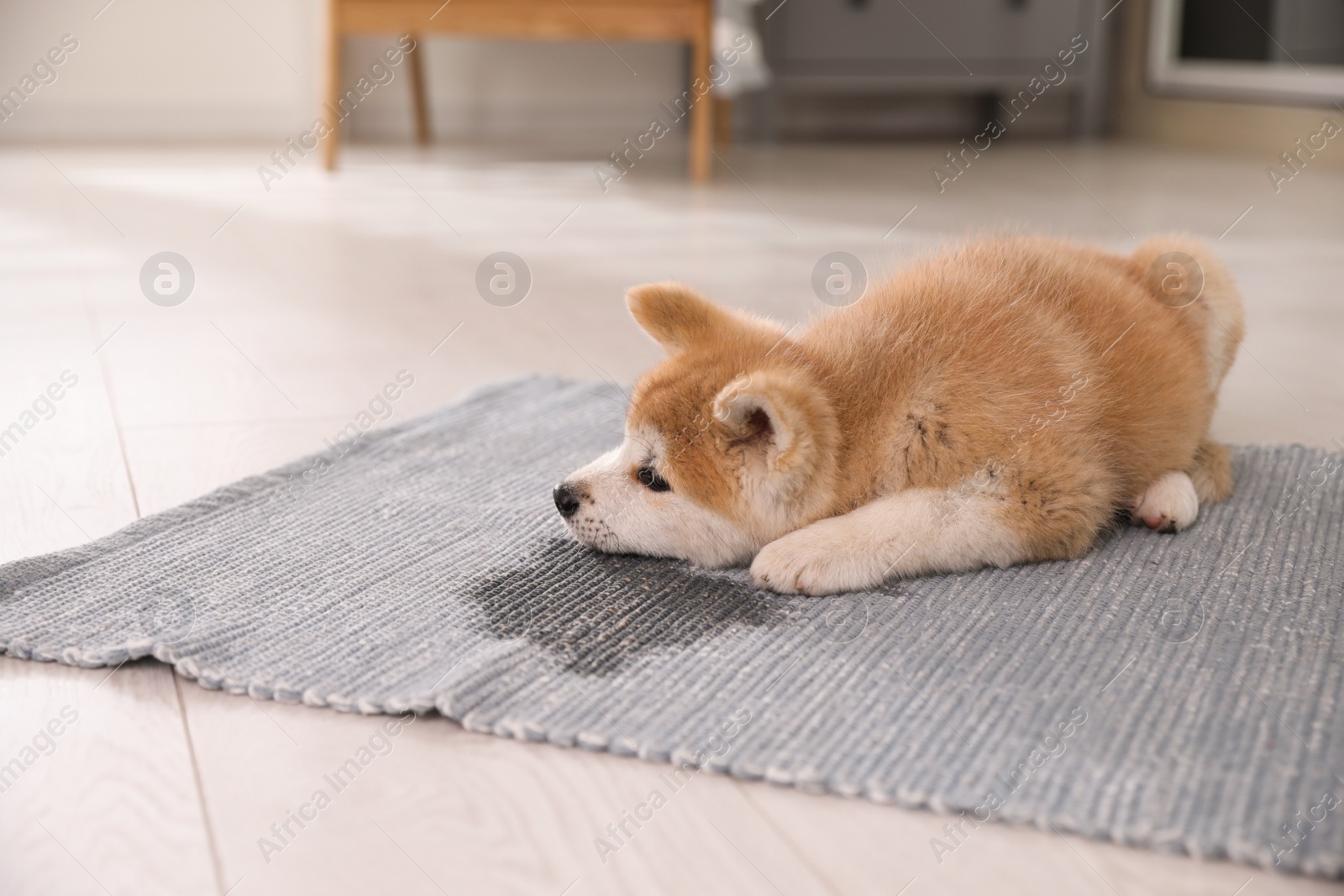 Photo of Adorable akita inu puppy near puddle on rug at home