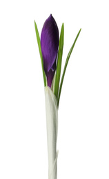 Photo of Beautiful purple crocus flower isolated on white. Spring season