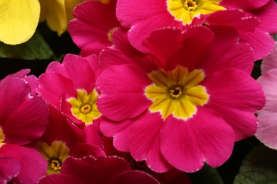 Photo of Beautiful primula (primrose) plant with pink flowers, top view. Spring blossom