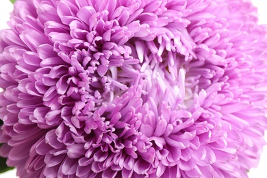 Photo of Beautiful violet aster flower on white background, closeup