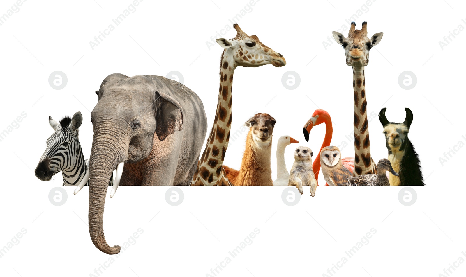 Image of Group of different wild animals standing behind banner on white background, collage