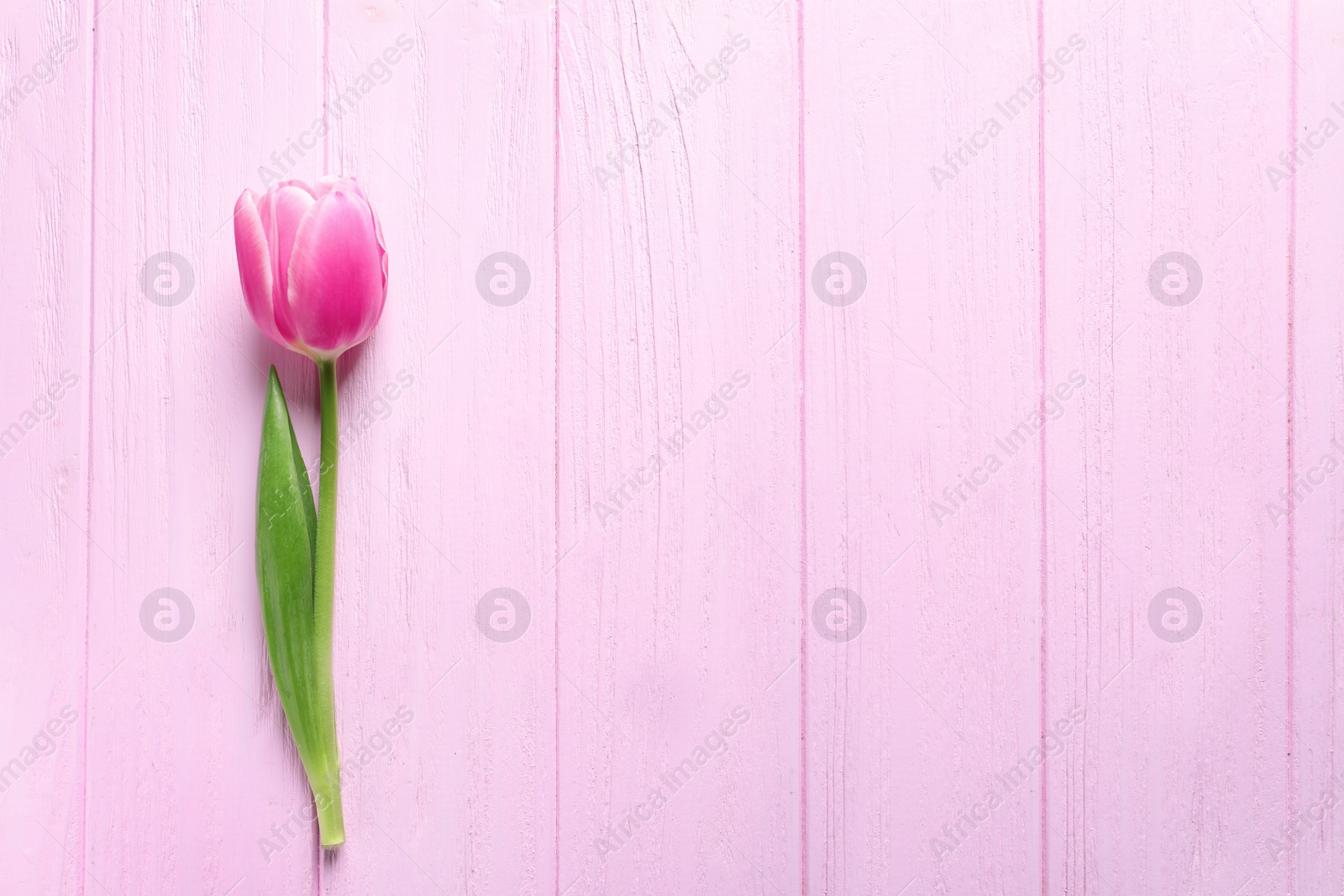 Photo of Beautiful spring tulip on wooden background, top view with space for text. International Women's Day