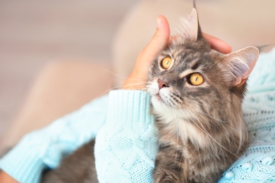 Photo of Woman with adorable Maine Coon cat at home, closeup. Space for text