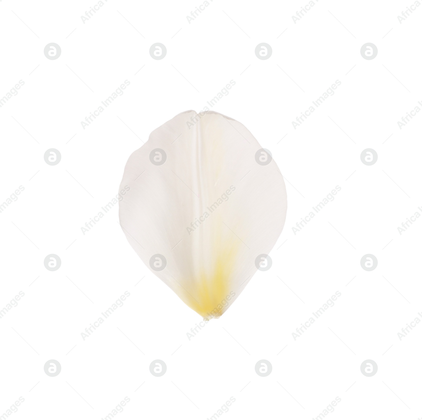 Photo of Beautiful fresh tulip petal isolated on white