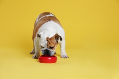 Adorable funny English bulldog with feeding bowl on yellow background. Space for text