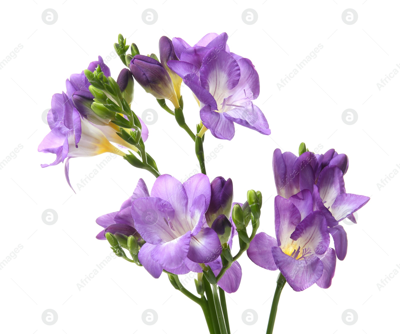 Photo of Beautiful freesia flowers on white background