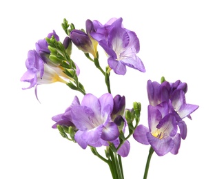 Photo of Beautiful freesia flowers on white background