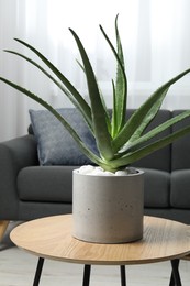 Photo of Beautiful potted aloe vera plant on table in room