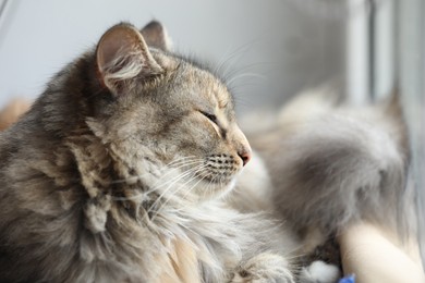 Photo of Cute fluffy cat resting indoors. Space for text