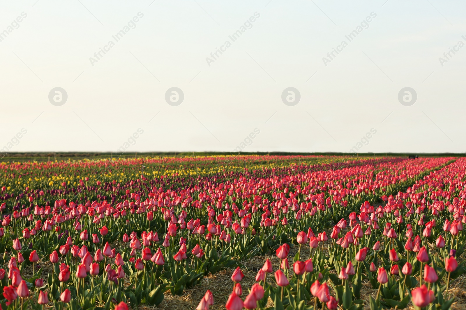 Photo of Field with fresh beautiful tulips. Blooming flowers