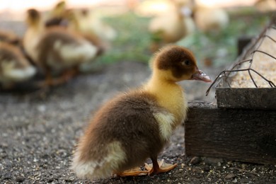 Photo of Cute fluffy duckling near feeder in farmyard