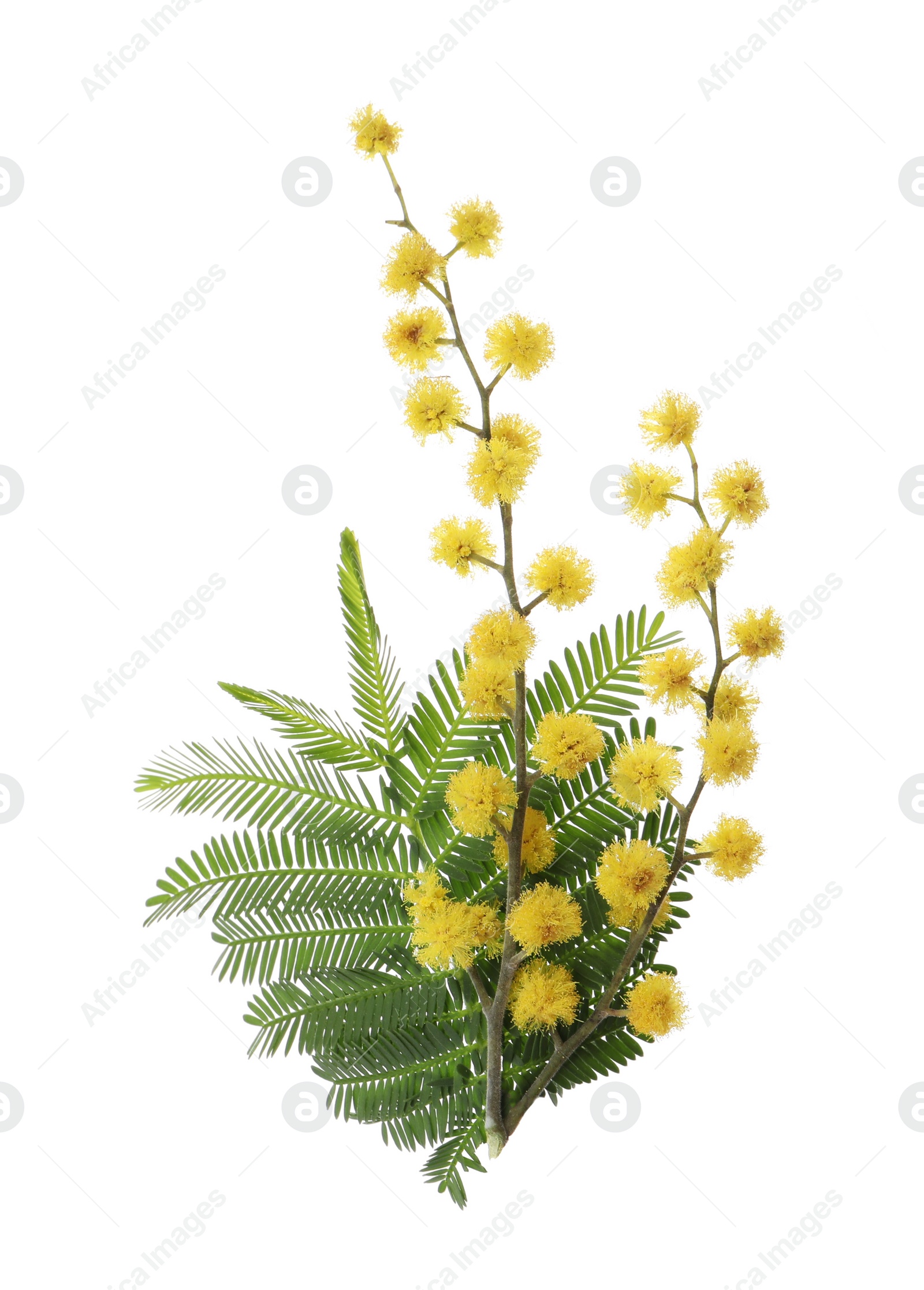 Photo of Beautiful mimosa branch with yellow flowers on white background