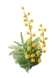 Photo of Beautiful mimosa branch with yellow flowers on white background