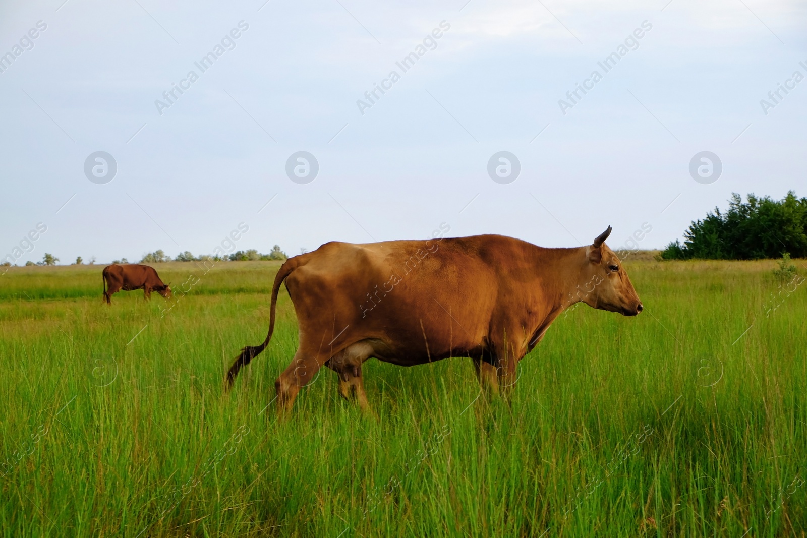 Photo of Beautiful cute cows grazing on green meadow