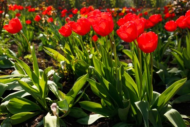 Photo of Beautiful bright red tulips outdoors on sunny day