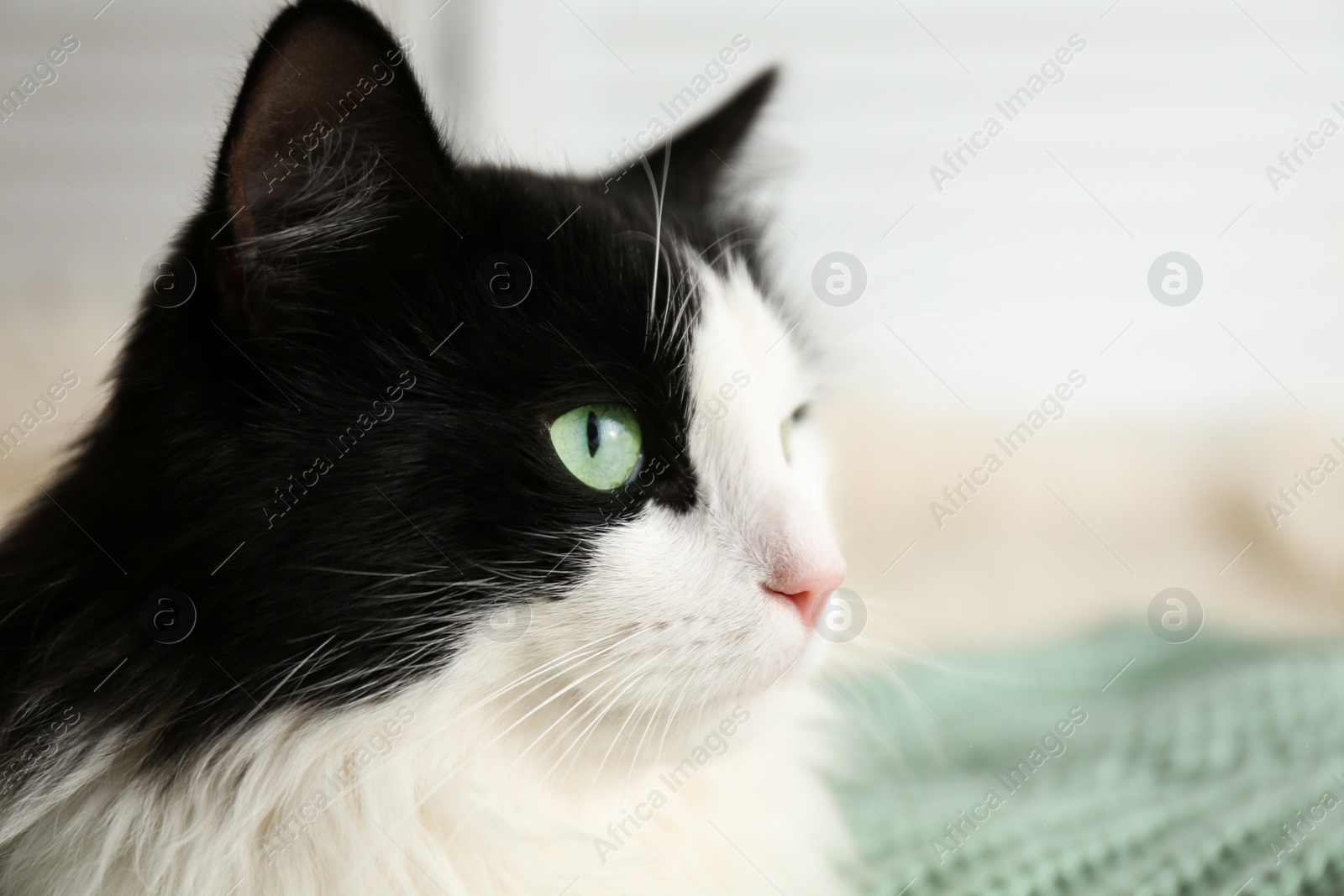 Photo of Cute cat relaxing on green knitted fabric, closeup. Lovely pet