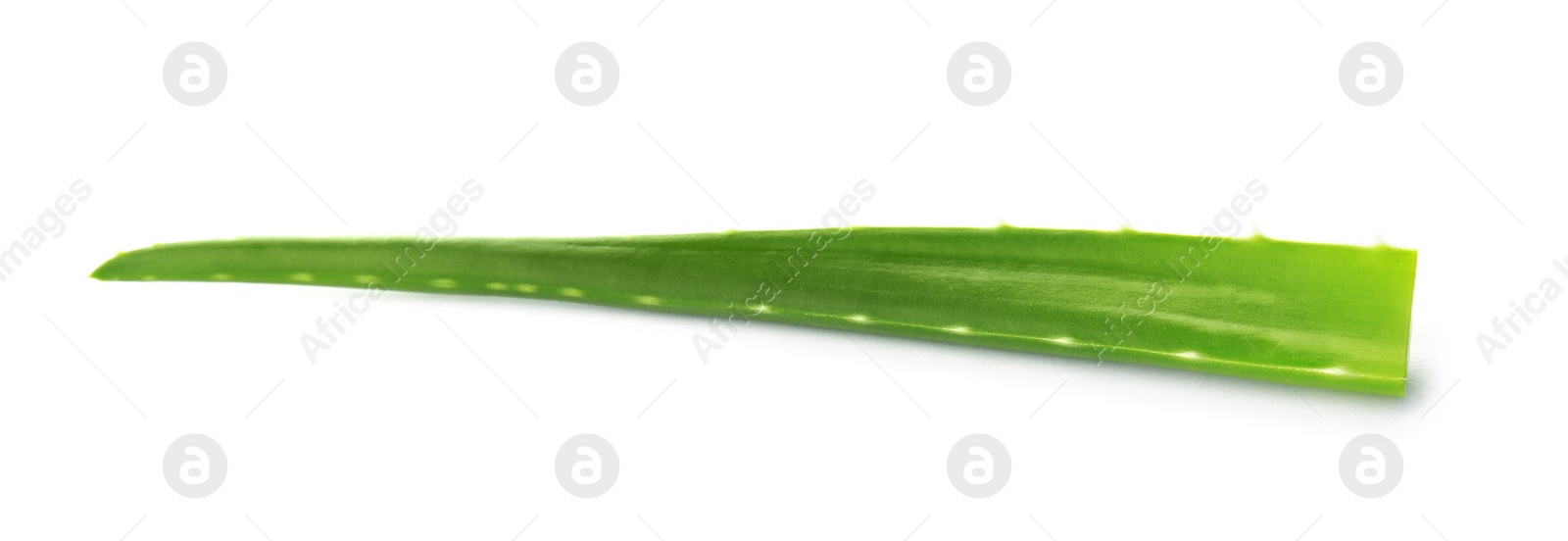 Photo of Aloe vera leaf on white background